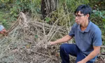 Voi rừng áp sát khu dân cư, tấn công voi nhà ở Đắk Lắk