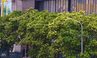 Hà Nội ban hành danh mục quản lý cây xanh: Không còn cây hoa sữa