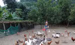 Mô hình nuôi gà ri giúp đồng bào thoát nghèo bền vững