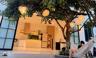 Cây chôm chôm trĩu quả, treo đèn chùm đẹp như phim gây sốt
