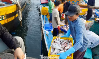 Tàu thuyền tôm cá đầy khoang nườm nượp cập cảng Phan Thiết ngày áp Tết