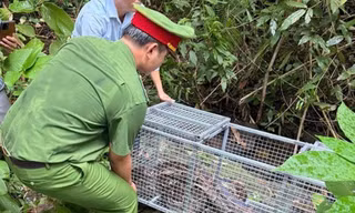 Thả 17 cá thể trăn về môi trường tự nhiên