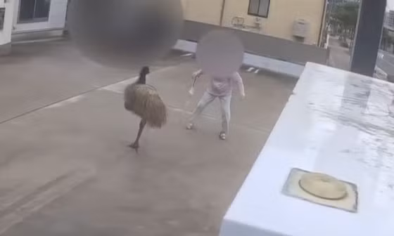 Đây là chú đà điểu đang gây 'náo loạn' nước Nhật