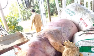 Khởi tố 7 bị can đào xác heo bệnh, mang sơ chế bán ra thị trường