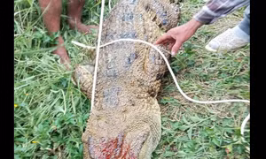 Bắt được cá sấu nặng 80kg tấn công người câu cá ở Khánh Hòa