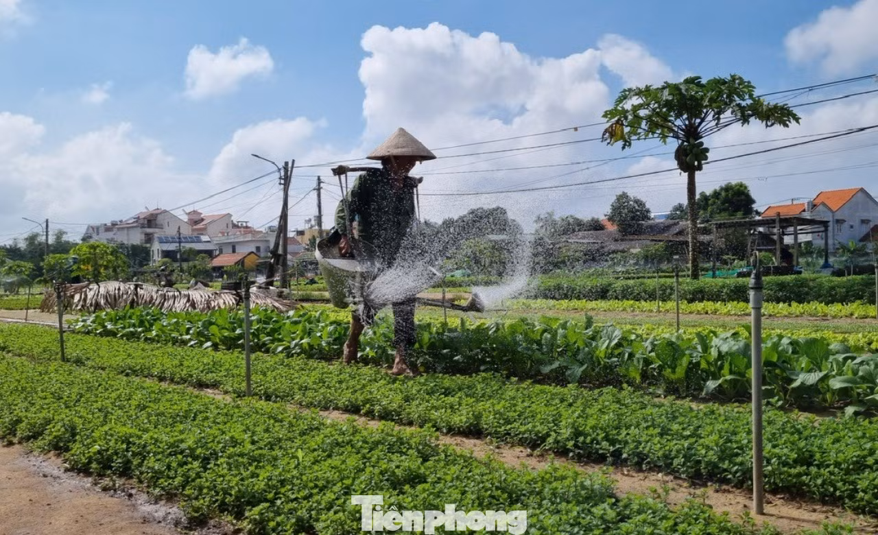 Hơn 400 năm người Trà Quế giữ đất lành trồng rau sạch