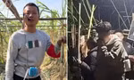 Anh nông dân cho khách vào “ăn trộm” mía ở trang trại, thu nhập tăng 10 lần
