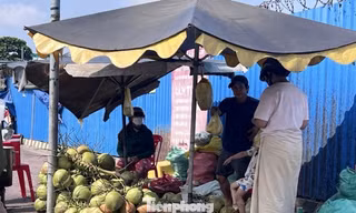 Giá dừa tăng mạnh nhưng... đừng vội mừng