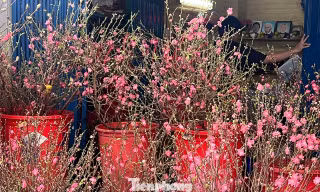 Đào mini đổ bộ Sài thành, giá rẻ đến bất ngờ