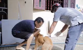 Hai ca tử vong do bệnh dại tại TPHCM