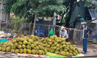 Giá sầu riêng lại lao dốc