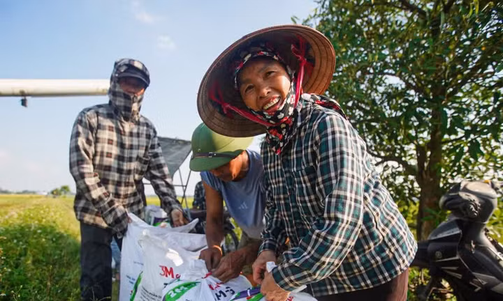 Nông dân Hà Nội chạy đua cứu lúa giữa đồng ngập nước