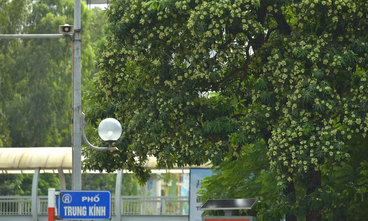 'Ác mộng' hoa sữa với người dân Hà Nội