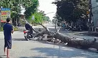 Người đàn ông đi đường bị cây gỗ đè tử vong