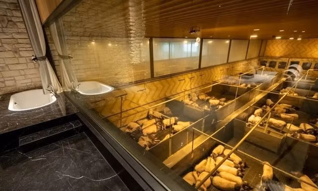 Một đêm ngắm nhìn hàng trăm con lợn?