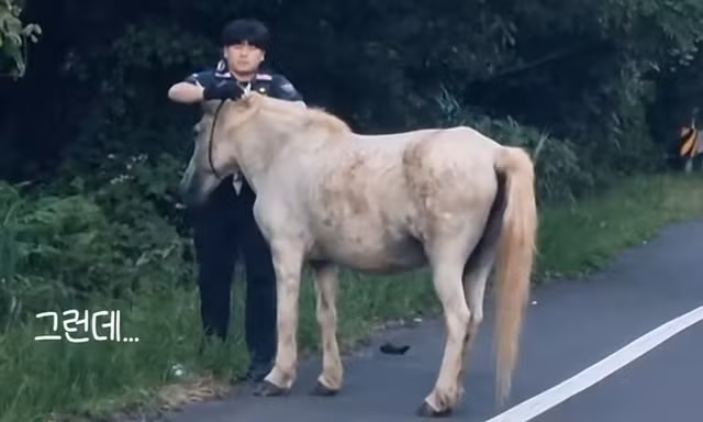 Viên cảnh sát tân binh 'viral' nhờ kỹ năng bắt được ngựa sổng chuồng
