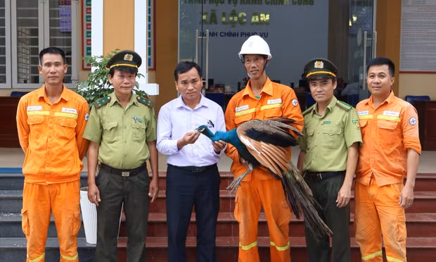 Công Ấn Độ đi lạc vào khu vực truyền tải điện ở Huế
