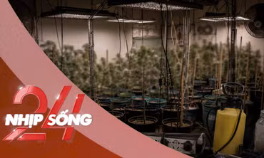 NHỊP SỐNG 24: Phương thức trồng cần sa tại nhà của nhóm đối tượng mới bị bắt giữ ở Hà Nội