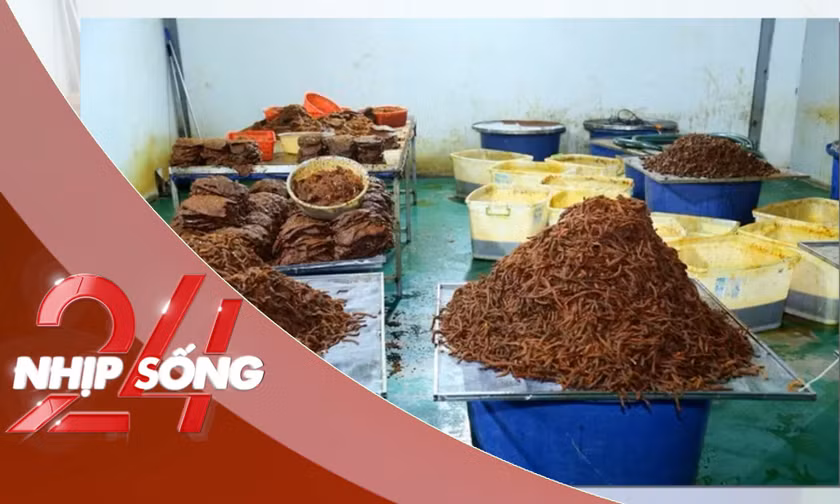 NHỊP SỐNG 24: Hô biến 65 tấn thịt trâu thành ‘khô bò’, doanh thu 21 tỷ đồng
