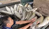 Nguyên nhân cá chết hàng loạt trên sông Lam