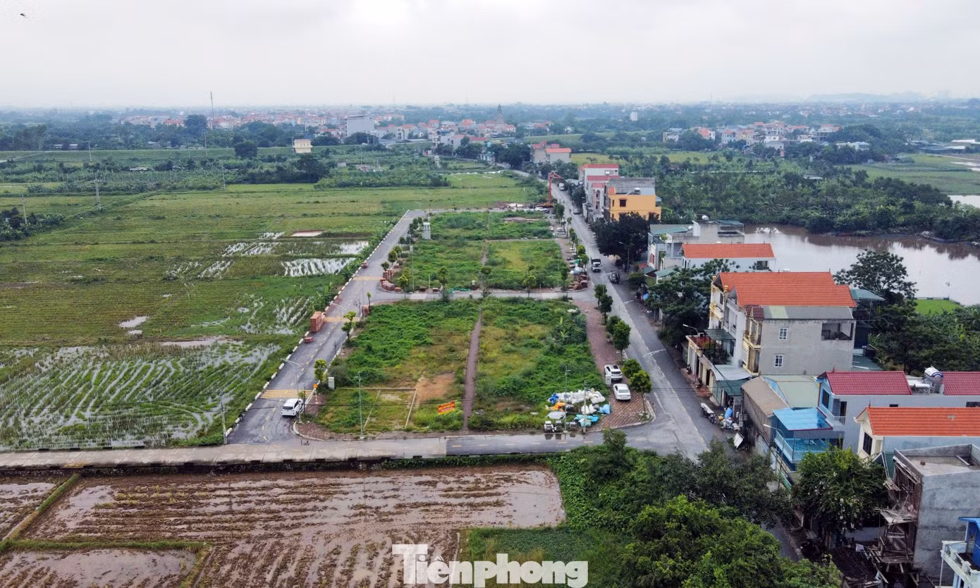 tp-dau-gia-dat-bo-hoang11.jpg