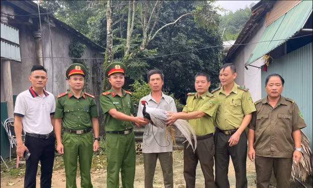 Đi làm rẫy phát hiện gà lôi trắng quý hiếm