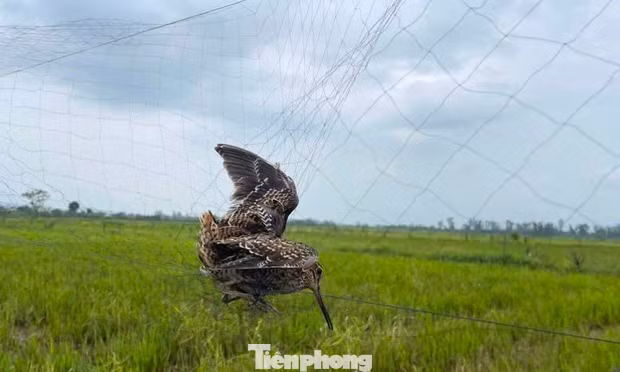 Nghệ An đồng loạt ra quân tháo dỡ lưới, bẫy và các thiết bị dẫn dụ chim trời