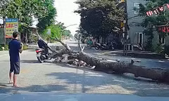 Vụ cây đổ đè chết người đi đường: Công an triệu tập người cưa cây 