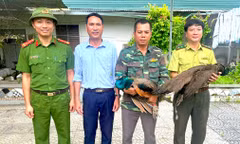 Trên đường đi làm, người đàn ông phát hiện 2 con chim quý hiếm