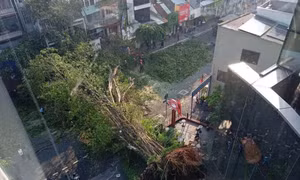 Nam ca sĩ thoát chết trong gang tấc khi cây cổ thụ ở TPHCM đổ sập vào ô tô