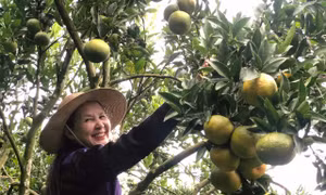 Người dân vùng biên thoát nghèo nhờ chuyển đổi mô hình sản xuất