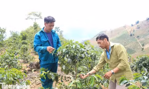 Dân bản giữ đất, giữ rừng nhờ những cây trồng mới