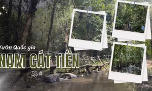 Loạt tọa độ sống ảo "đỉnh chóp" ở Vườn Quốc gia Nam Cát Tiên khiến teen mê mẩn