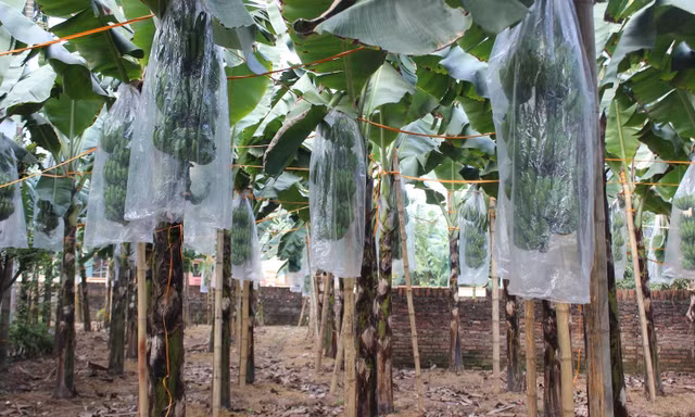 Chuối tiêu vào vụ Tết, buồng đẹp có giá tiền triệu