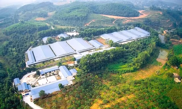 Để trang trại lợn quy mô lớn gây ô nhiễm, doanh nghiệp bị phạt gần nửa tỷ đồng