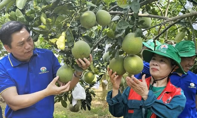 Điều gì khiến lãnh đạo Phú Thọ bổ sung nông nghiệp tuần hoàn vào chương trình hành động nhiệm kỳ?