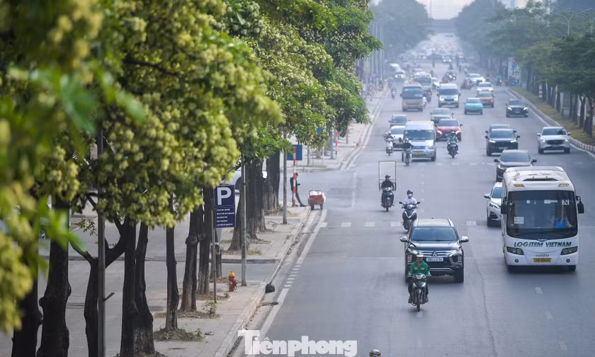 Hàng nghìn cây hoa sữa nở dày đặc trên các tuyến phố phía Tây Hà Nội