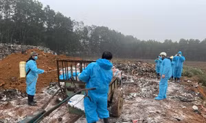 Dịch tả lợn Châu Phi diễn biến phức tạp, Thanh Hóa lập đội phản ứng nhanh