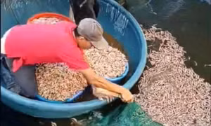 Tôm chết trắng hồ, hút cạn nước phát hiện vật lạ 