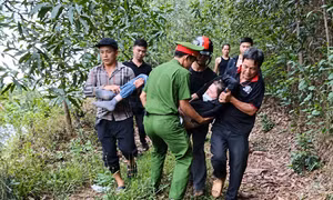 Dẫm phải tổ ong vò vẽ khi vào rừng tìm nấm 