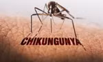 Bệnh Chikungunya đã lưu hành tại Việt Nam