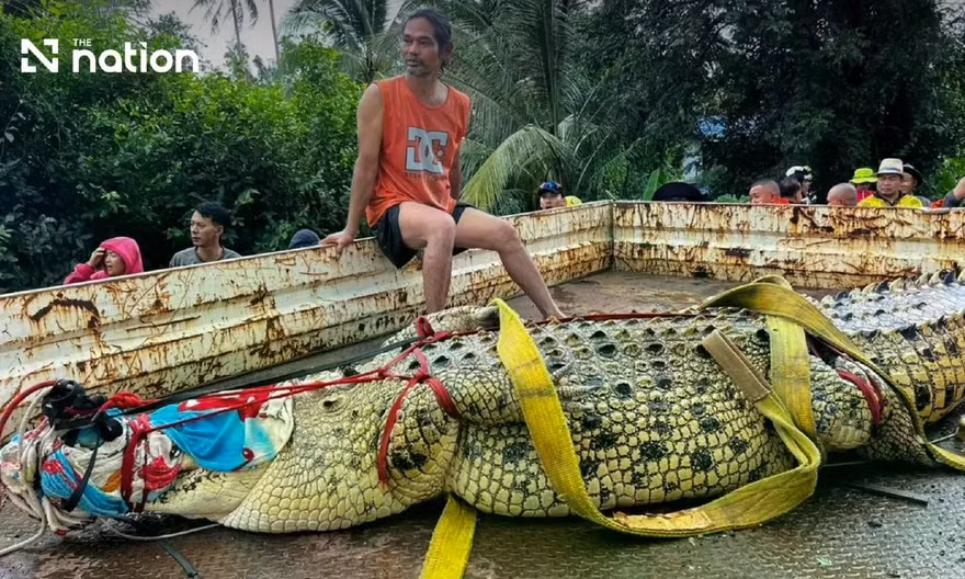 Thái Lan: Cá sấu khổng lồ nặng 400 kg được 'sơ tán' khỏi ngôi chùa ngập nước