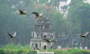 Chim hoang dã 'định cư' ở Hồ Gươm, chao liệng săn mồi trước mắt du khách