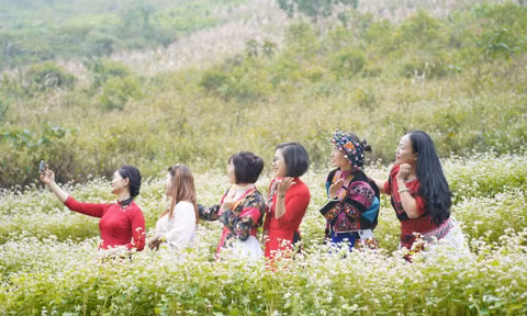 Tuyên Quang trồng 400ha hoa tam giác mạch phục vụ lễ hội