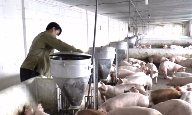 Nhiều trang trại heo ở Lâm Đồng để xảy ra sự cố môi trường