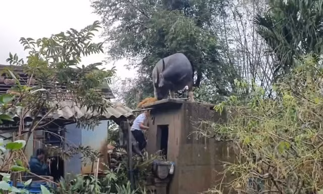 Hy hữu: Trâu 'chờ' chủ trên mái nhà sau lũ