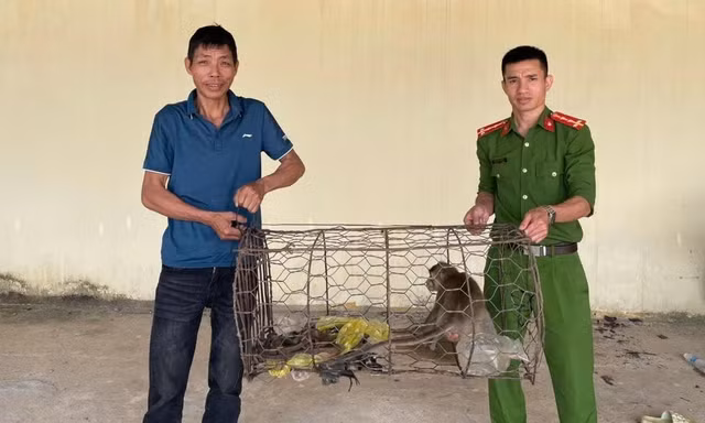 Người dân mang khỉ đuôi dài, trăn gấm đến giao nộp công an