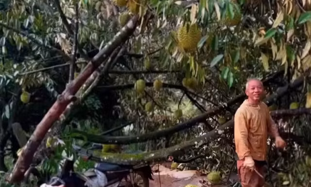 Lốc xoáy kèm mưa lớn làm rụng hơn 50 tấn sầu riêng ở Lâm Đồng