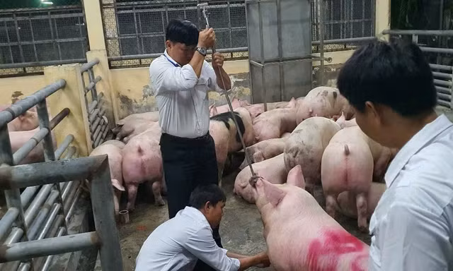 TPHCM xử lý nghiêm cá nhân bảo kê, tiếp tay vụ 10.000 tấn heo nhiễm chất cấm