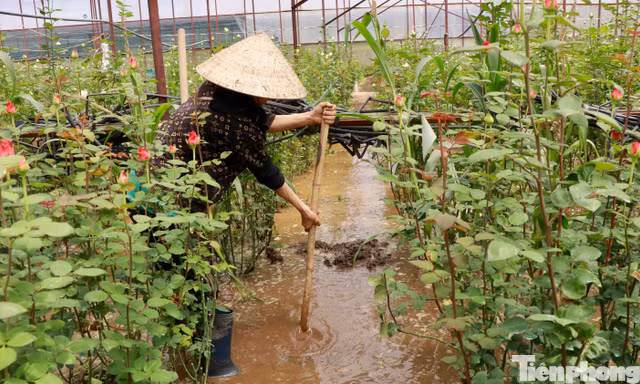 Người trồng hoa ở Đà Lạt bì bõm cứu vườn